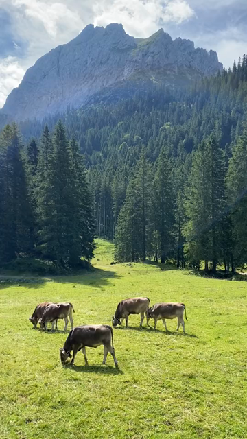 Short 20 second video panorama of a herd of young cows (each with bell) grazing in a beautiful alpine meadow, surrounded by large & steep mountains and forested slopes rising up nearby. Bright sunny day, slightly overcast sky.
