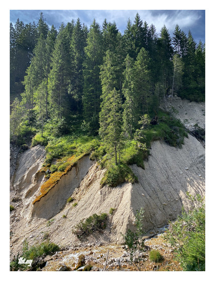 A heavily eroded steep bank of a small mountain creek flowing 20-30m below. Pale grey/beige sand with forest growing on top. Trunks of fallen trees are resting in some of the eroded creases.