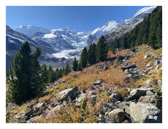 View of a large glacial valley, with several glaciers, large seracs visible and major fully snow covered mountains (~4000m) along the entire horizon, creating an otherworldly feel. A small rocky path is leading higher up across a slowly overgrowing talus field, along the edge of the forest and covered beautiful yellow/brown grasses, blueberry plants with their leaves already turned intensely red (and still carrying yummy berries). Bright sunny day with clear blue sky. The other side of the vall…