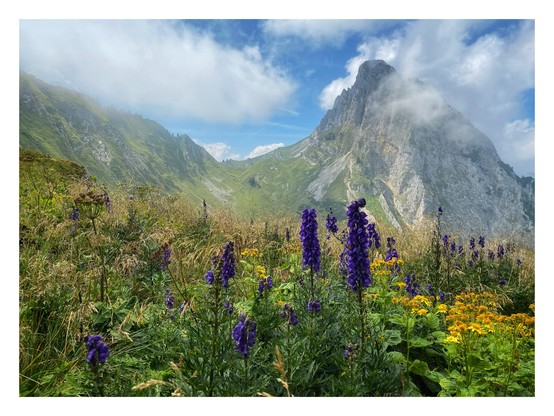 View of a high alpine mountain pass with lush meadows in full bloom (incl. aconite) and looking towards another pass and mountain peak in the (not so far) distance. Clouds are forming around the peaks.