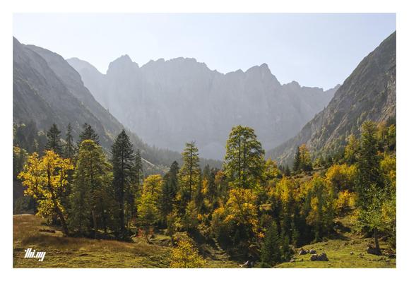 A mixed group of trees in early autumn colors of different shades of yellows and greens in a wide post-glacial alpine valley with steep slopes on either side. In the background the main ridge of the Karwendel, a massive wall of rock faces several kilometers in length. Bright hazy day with pale blue/gray sky.