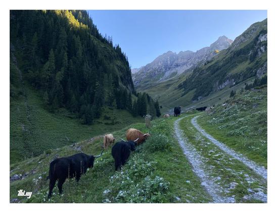 A path is leading into the distance in a peaceful grassy alpine valley. Highland cattle with large twisted horns are grazing and standing near and on the path. The steep slopes on the left are covered in forest, only the top parts still catching the evening sun. Most of the valley is already in shade. Mountain peaks and blue sky in the back.