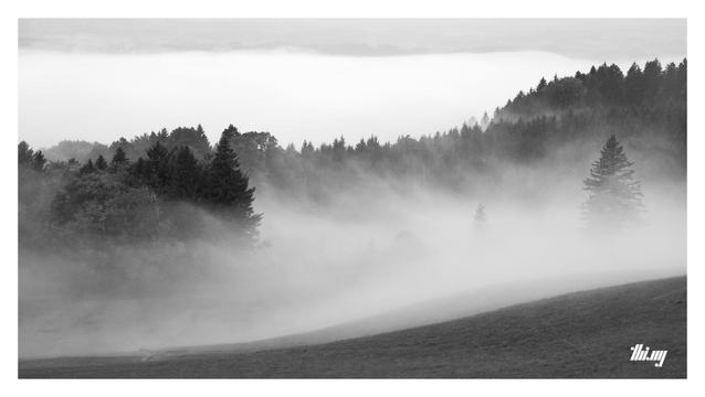 Black and white photo of the edge of a forest and a mountain meadow with fog moving up the hill, quickly enshrouding trees and everything else