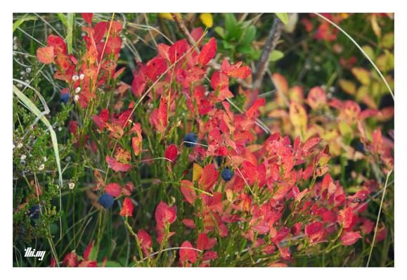 Close-up photo of a small blueberry bush with a handful of remaining berries. The leaves have already turned a rich red/pink, making them highly visible from far away. Some of heather and other alpine vegetation nearby.