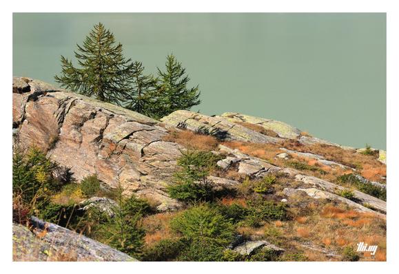 A tundra-like scene of (a section of) some enormous sloped boulders, smoothed and scraped off by thousands of years of glacial movement, now slowly overgrown by beautiful dry, orange grasses and small trees (larches), which are also slowly taking on their autumn colors. The rocks have a pinkish brown color with yellow/green lichens growing in some regions. The background is a uniform green-gray color, i.e. the color of the glacier lake with its milky water and some very, very faint reflections.