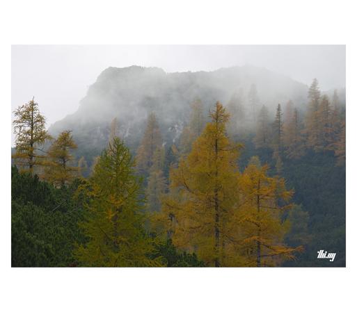 (Mostly) yellow larch trees standing in dense patches of lowgrowth mountain pines, on steep mountain slopes in the morning fog. A vague ridge line in the background. Uniform gray sky.