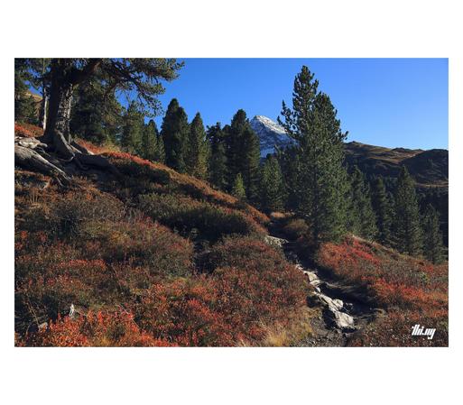 A small rocky path leading through an open alpine landscape with dense low-growth vegetation (mainly dried heather, blueberry bushes with red leaves). Further on, the path leads through a small section of young Swiss pine forest, a snowcapped mountain peak in the distance. Sunny day with clear blue sky.