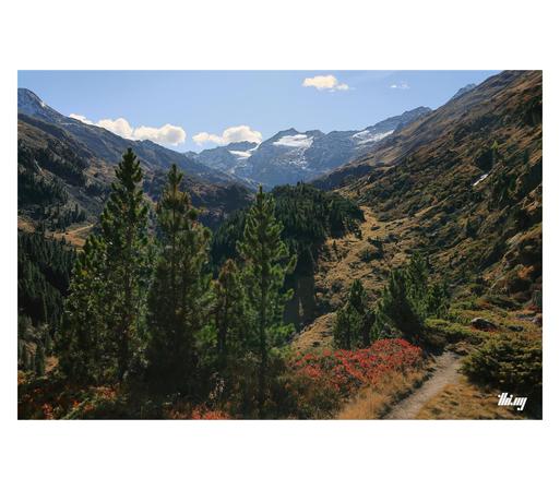 A small path leading through a alpine landscape with swiss pines and colorful low-growth vegetation. Glaciers in the background. Bright blue sky.