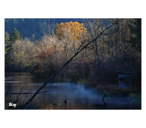 Photo of lake in a mixed autumnal forest. A thin layer of fog is floating in the shade near the edge of the lake, a small wooden hunter's cabin nearby. Most of the trees are already bare/leafless. Only a single tree with bright yellow leaves in the background.