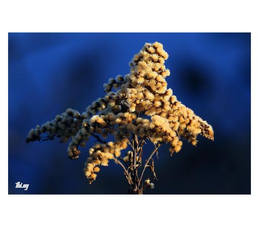 Close up view of a single goldenrod plant in front of blurred blue background.