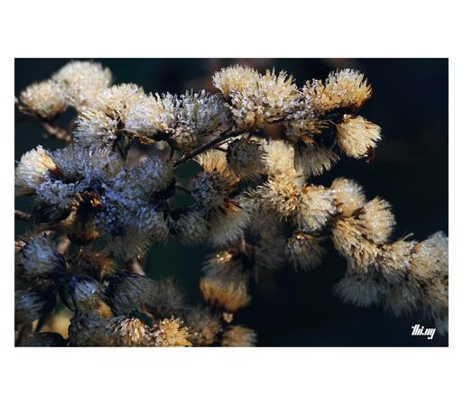 Macro view of several small flower heads of a goldenrod plant, some of them still partially frozen.