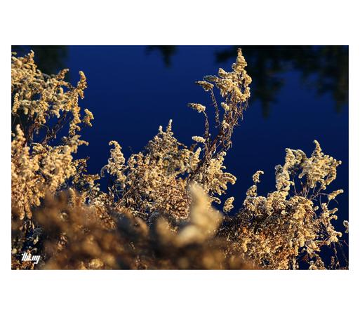 Several bushes of dry tall golden near the lake shore, the early morning light emphasizing the golden color. The water surface is a deep royal blue, completely still.