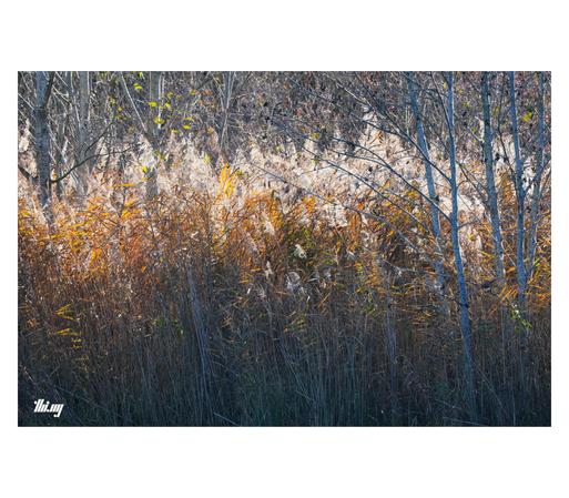 A dense patch of dry reeds with golden yellow leaves backlit by the warm morning sun.