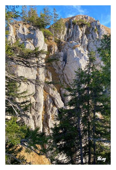 (Almost) white, vertical cliffs seen through the forest, illuminated by the late afternoon sun. A small section of blue sky above.