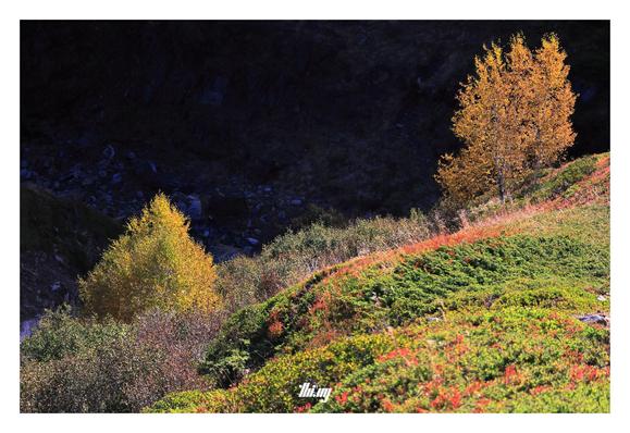 A group of colorful birch trees and low growth bushes (mainly heather) in a steep alpine valley in autumn. Only one side of the valley (foreground) is in the direct sun, the other side in deep dark shade, creating a high contrast background.