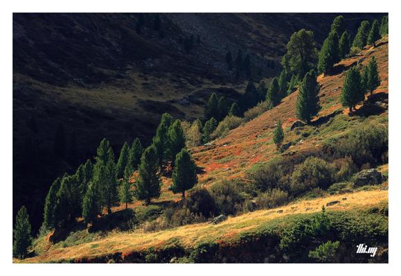 A group of swiss pines and low growth bushes (mainly heather) in a steep alpine valley in autumn. Only one side of the valley (foreground) is in the direct sun, the other side in deep dark shade, creating a high contrast background.