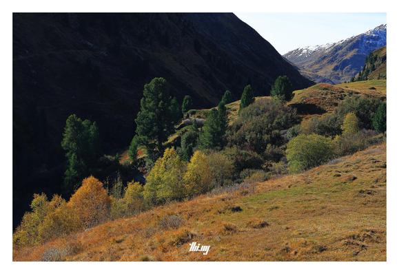 A group of colorful trees in an alpine valley in autumn. Only one side is in the direct sun, the other side is in deep dark shade, creating a high contrast background. Snow capped mountains in the far back. 