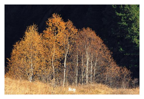 A group of yellow birch trees and dried brown grasses on a steep slope in an alpine valley in autumn. Only one side of the valley (foreground) is in the direct sun, the other side in deep dark shade, creating a high contrast background.