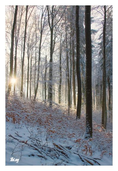 The golden glow of the early morning sun is breaking through the bare trees on a hill slope in a wintry beech forest. A dense patch of young trees, still with their dry rusty leaves on. They're almost fully snow covered near the ground, the sun just partially reaching them. Vanilla sky.