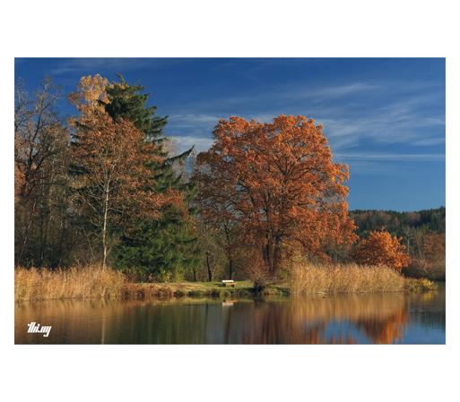 A mixed group of colorful trees standing by the lake shore in the golden morning light. The leaves of some of the trees are an intense bright rusty orange, standing out against the mostly clear blue sky. Patches of dry yellow reeds and an almost still lake surface. A small bench to watch birds. Dense forest covers the hills in the far background.