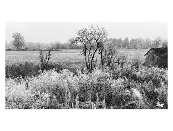 B&W photo of a moody, foggy and flat winter landscape with fields and frozen plants/trees covered in hoarfrost. On the right edge of the image is a small, desolate wooden shed with moss covered roof standing by a little creek. Layers of isolated trees and forest disappearing into the fog in the background.