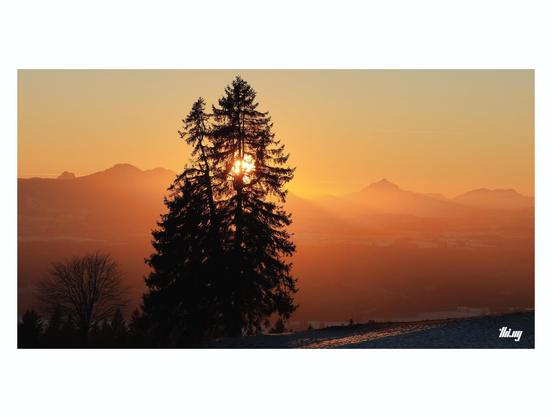 The silhouette of a group of spruce trees against an intensely golden sky above the northern Alps in the background. The sun itself is partially visible through the trees, light shafts through the low haze.