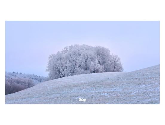 An island of heavily frost-encrusted trees near the edge of a forest with rolling hills of pasture in the foreground. Cold blue-purple light near sunset. There's a faint pinkish glow/halo in the overcast sky around the main group of trees. The entire scene is in pastel-like colors...