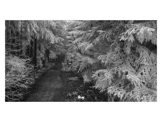 B&W photo of a small dark footpath in the dense forest leading into the distance. The ground is frozen and snowfree, but all the tree branches are covered in a layer of frost, as if dipped in thick white paint.