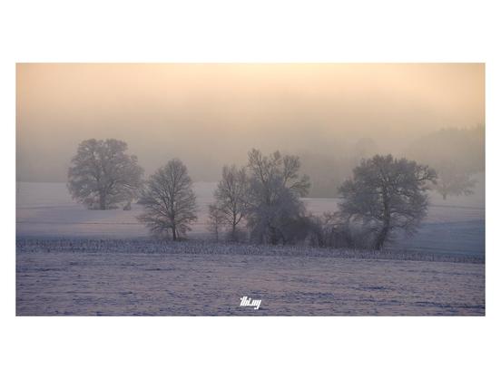 Wide-format view of a group of trees (incl. some large old oaks) standing in a hilly landscape of barren, snowy fields, completely immersed in dense frozen fog which is glowing in pale orange from the rising sun. In the distance the edge of a forest is faintly visible. The snow in the foreground has a purplish tint...