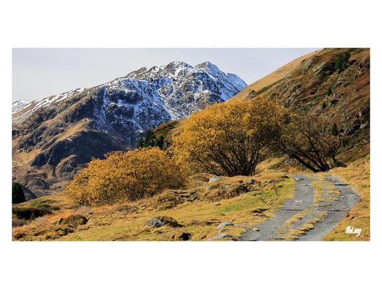The last few meters of a farming path leading through a group of trees and bushes, before it ends in a high alpine terrain with snow capped mountains in the background. All the vegetation is in autumn colors, rich yellows and browns. Clear, gray sky.