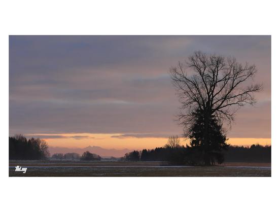 Wideformat view of the silhouette of a tree in an empty field with forest further back and large mountains in the far background. Pink/purple/orange sky and light. Cloudy sky. Some faint fog starting to form just above the ground.