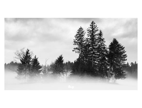 Wide-format B&W picture of a small group of trees standing in a clearing in the woods, engulfed by a thick layer of fog forming just above the snow cover on the ground. The edge of the surrounding forest in the background. Moody cloudy winter sky.