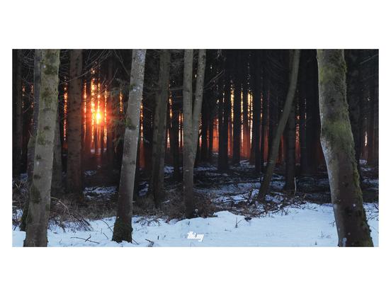 Wide-format photo of the almost setting sun shining through the trees in a dense & dark forest, creating a magic intense orange glow. The forest floor is still partially covered in snow...