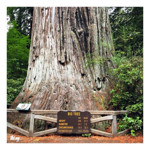 Photo of the bottom few meters of a gigantic Redwood tree (the largest in the park) with a sign in front providing these impressive details:

Big Tree
HEIGHT 286ft 87.2m
DIAMETER 23.7ft 7.2m
CIRCUMFERENCE 74.5ft 22.7m
ESTIMATED AGE 1500 years
