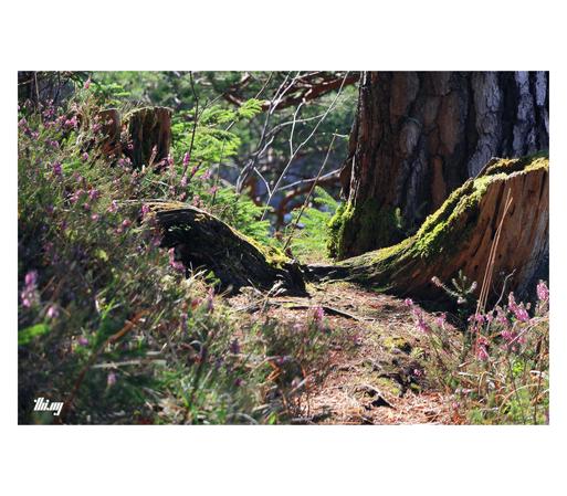Cute close up of a narrow path in the afternoon sunlight with heather (in bloom) growing on both sides. An old tree stump semi-overgrown with moss.