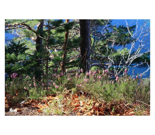 Close up of some heather near the 50m drop off toward the lake in the background. Beautiful blue water surface.