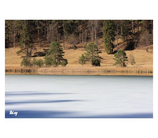 View across a still half-frozen lake towards the other side basking in warm afternoon light. The grasses and reeds are completely dry and golden. Some trees scattered and the forest edge in the background.