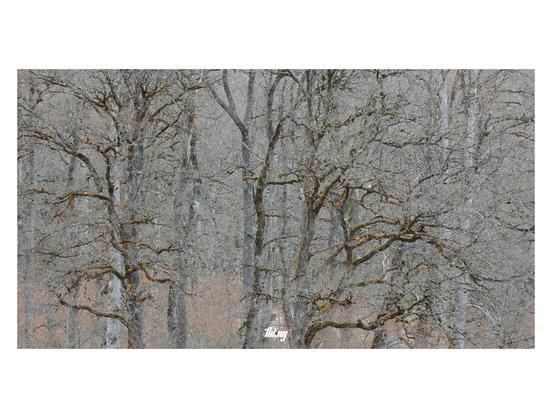 Photo of a group of ancient and still bare oak trees, their main trunks and branches covered in layers of moss and lichen, some dried orange leaves here and there, but otherwise an abstract gray chaos of branches
