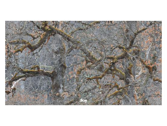 Photo of a group of ancient and still bare oak trees, their main trunks and branches covered in layers of moss and lichen, some dried orange leaves here and there, but otherwise an abstract gray chaos of branches