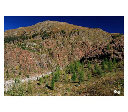 A high alpine mountain landscape, tundra zone with sporadic forest (Swiss pines and larches). The light gray rocky riverbed and mouth of a canyon carved by the former glacier here is surrounded by steep red walls of exposed bedrock. Higher up, grassy slopes in orange/brown autumn colors. Clear deep blue sky.