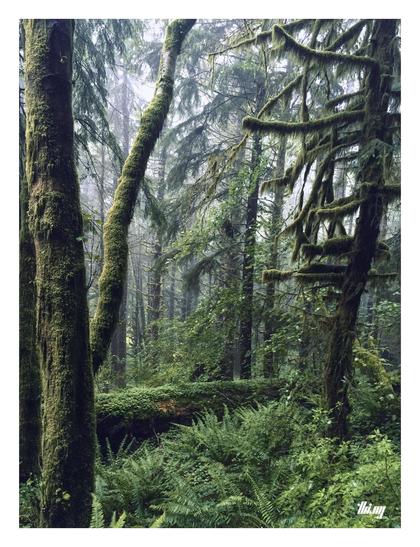 Photo of dense old growth temperate rain forest with trees heavily covered in moss. A large nurse log (also slowly overgrown) is lying on the ground among ferns and other low growth vegetation. Fog drifting through the forest.