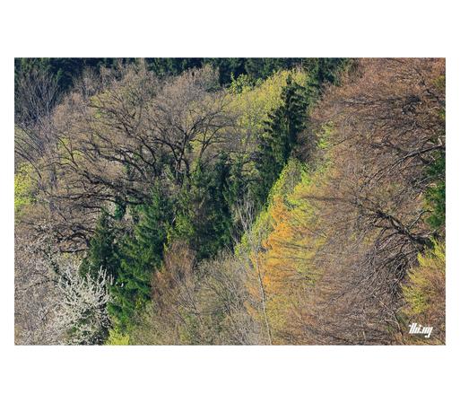 Telescopic view of a section of lush and dense mixed forest with trees in various stages of springing back to life: Some in full bloom, some with fresh bright green leaves, others still only bare with old dried leaves from last year glowing in the afternoon sun. A group of conifers in the middle. All in all, a cornucopia of colors and textures, almost an impressionistic, abstract image.