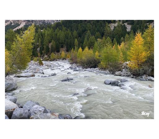 A mountain river (outflow of the Morteratsch glacier) with gray milky water, surrounded by alpine autumn forest of cute yellow larches and swiss pines. On the left hand side, a larch is bending diagonally over the rocky river bed and large rocks on the banks. 