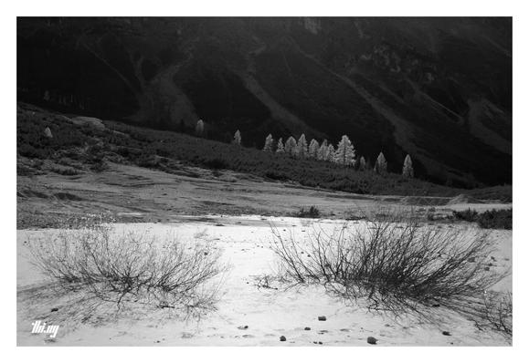 B&W photo of a dried out mountain lake with a couple of bushes growing in its soft sandy ground. Patches of dwarf mountain pine are covering nearby talus fields. A group of sunlit larches in front of the dark and steep mountain slopes in the background.