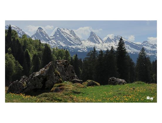 The teeth-like snow capped mountain peaks of the Churfirsten group behind a band of forest and meadow with large rocks and yellow spring flowers.