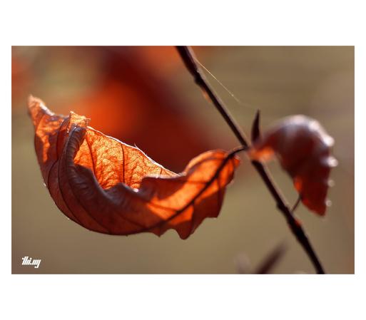 Close up photo of a rust colored dry beech leaf backlit by the evening sun, beautifully revealing its micro venation structures.