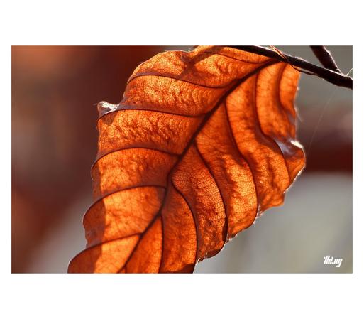 Close up photo of a single rust colored dry beech leaf backlit by the evening sun, beautifully revealing its micro venation structures