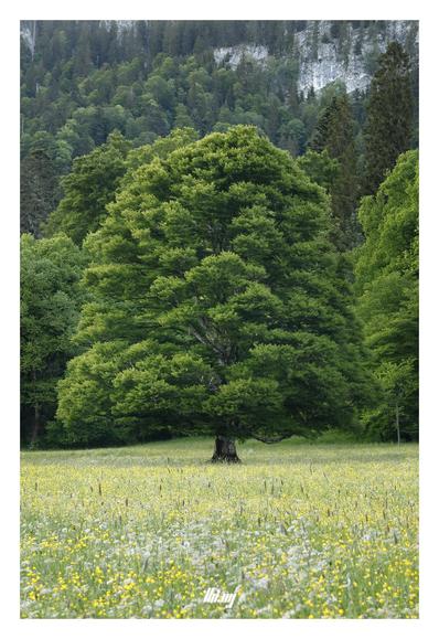A beautiful mature lone tree with fresh green leaves standing in a colorful mountain meadow with flowers in full bloom. The edge of the forest is slightly further back, directly followed by steep slopes and limestone cliffs going up hundreds of meters.