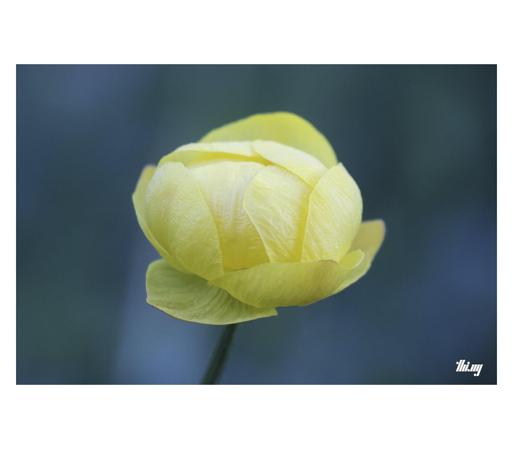 Close up photo of a closed yellow globeflower, its interleaved pedals protecting the precious cargo inside...