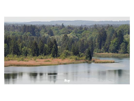 Wideformat photo of a river bend surrounded by lush forests on a bright sunny and hazy day. The left river bank on the inside of the bend is a wide stretch of wetland with swampy reeds and bushes, then transitioning to forest. Various water birds. Some blurry reflections of trees on the water surface.